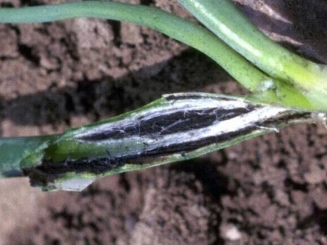 onion