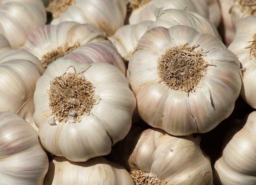 garlic