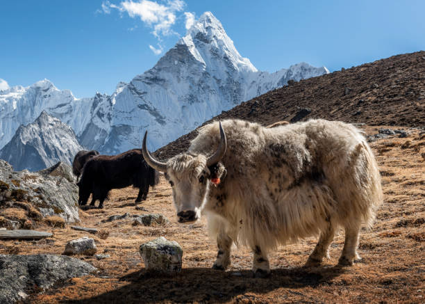 yak
