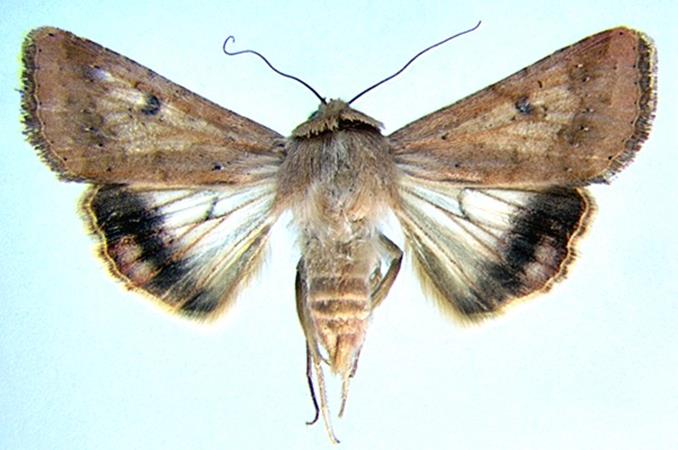 borer