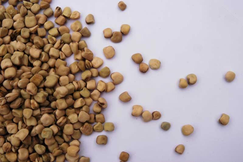 grass pea