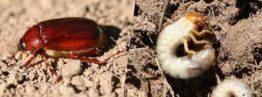 grub
