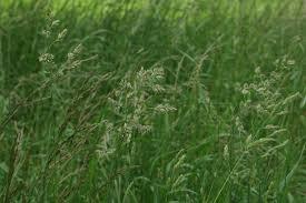 Dactylis glomerata)