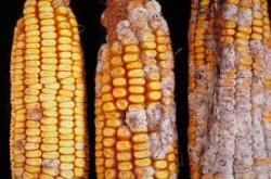 cob rot