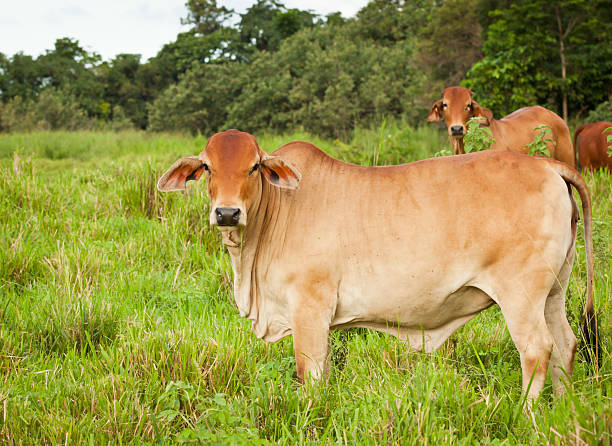terai cattle
