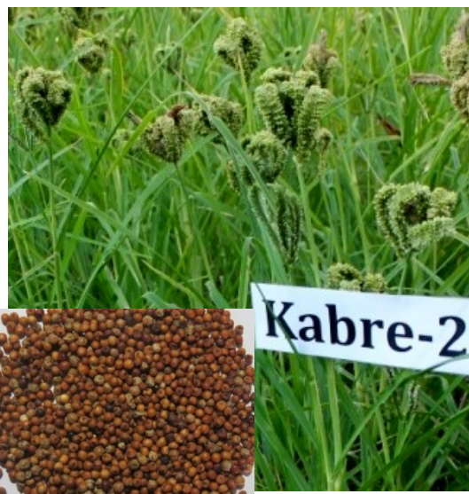 kabre2