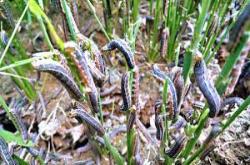 larva