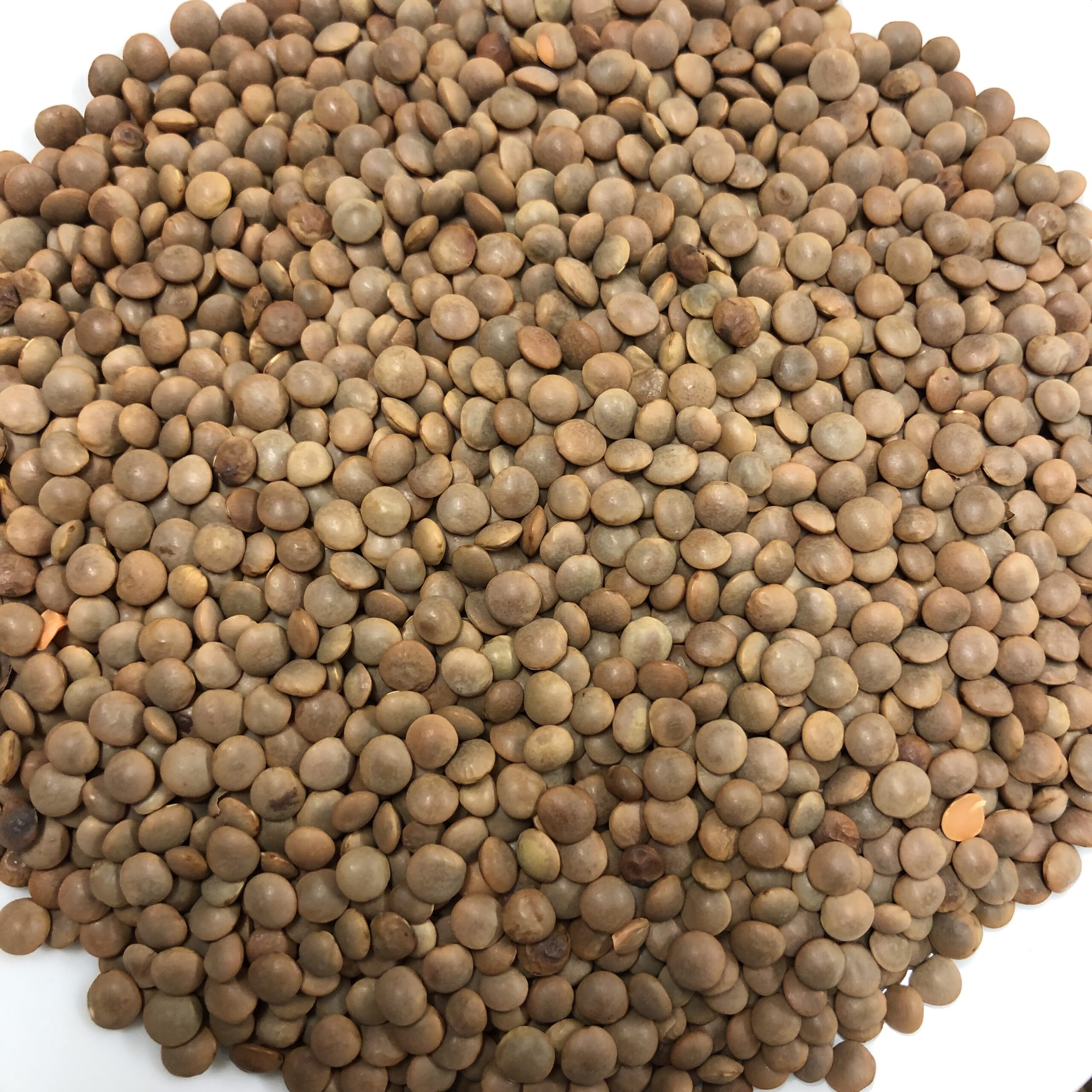 lentil