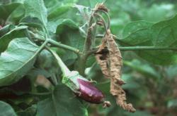 borer