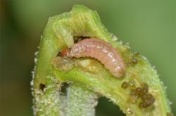 borer