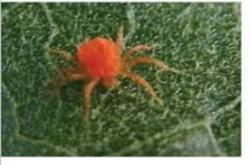 mite