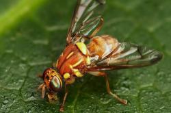 melonfly
