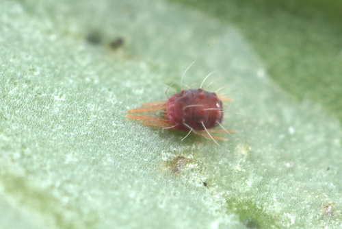 mites