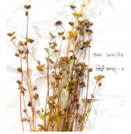 mithe1
