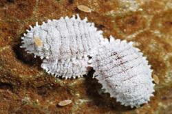 mangomealybug