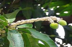 mangomealybug