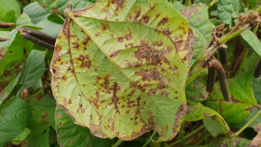 mungbean