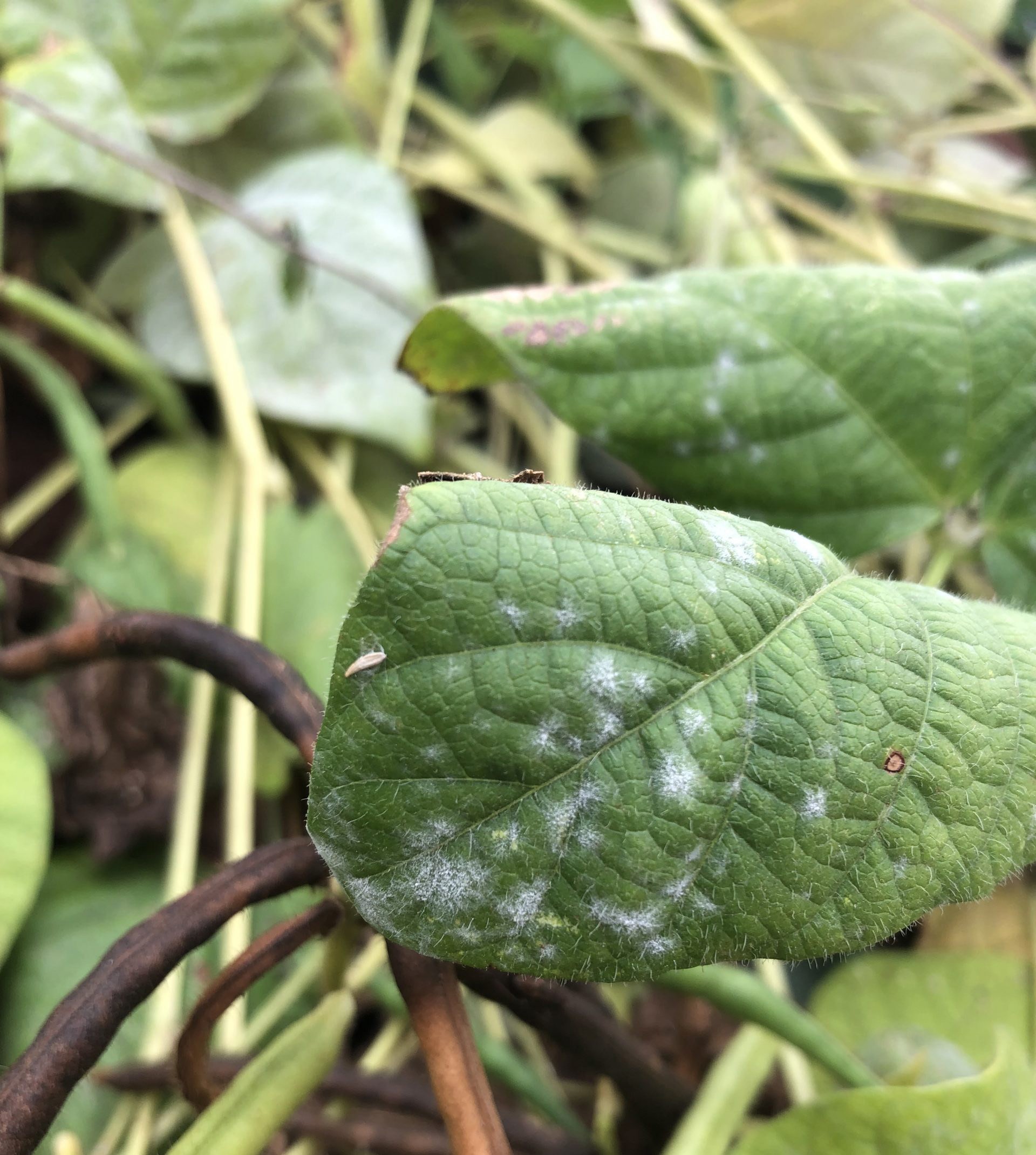 mungbean