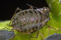 aphid