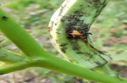 borer