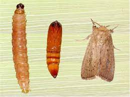 borer
