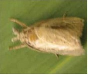 plassy borer adult
