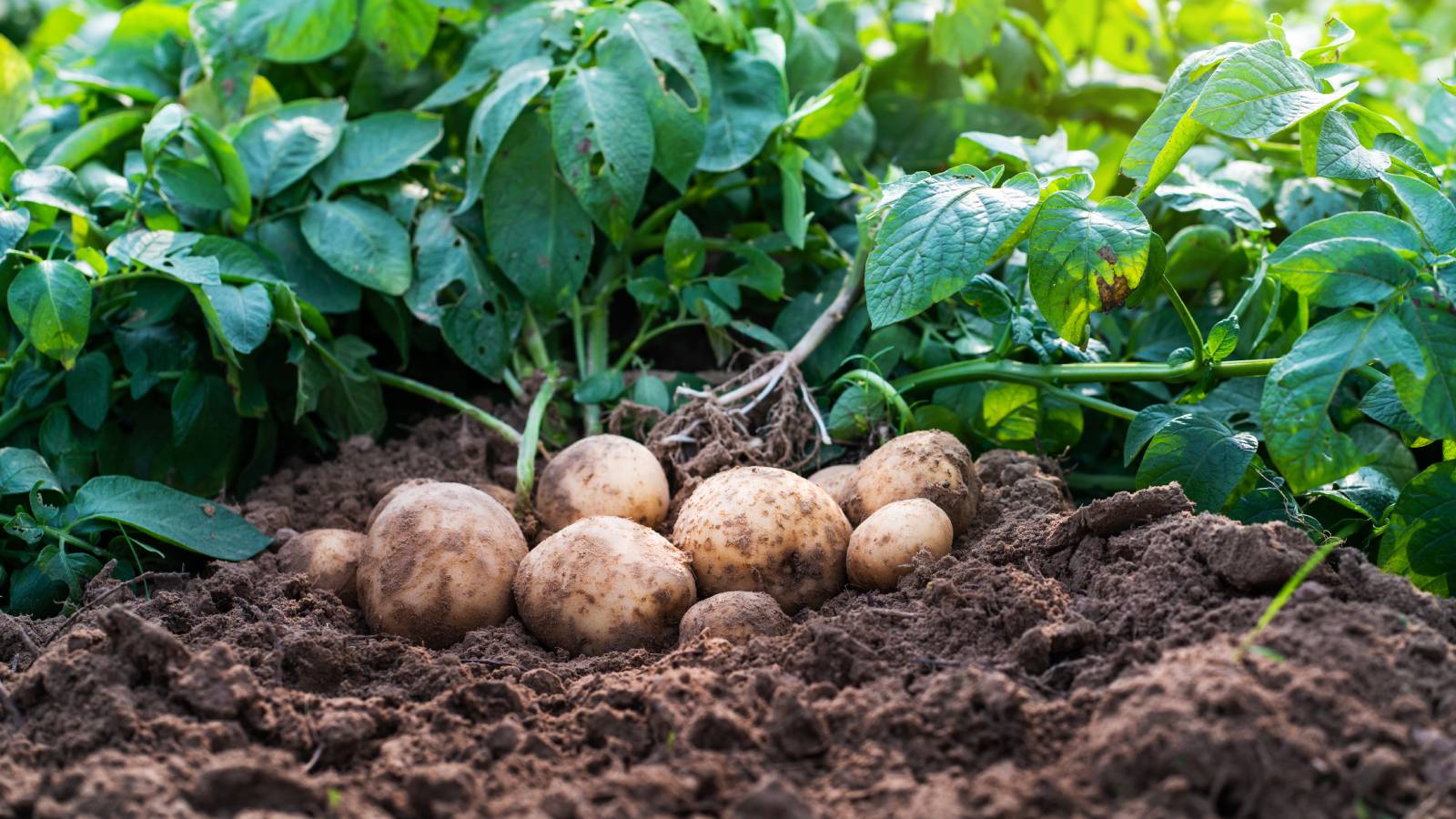 potato