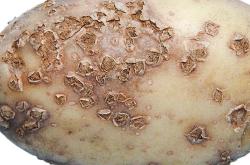 powdery scab