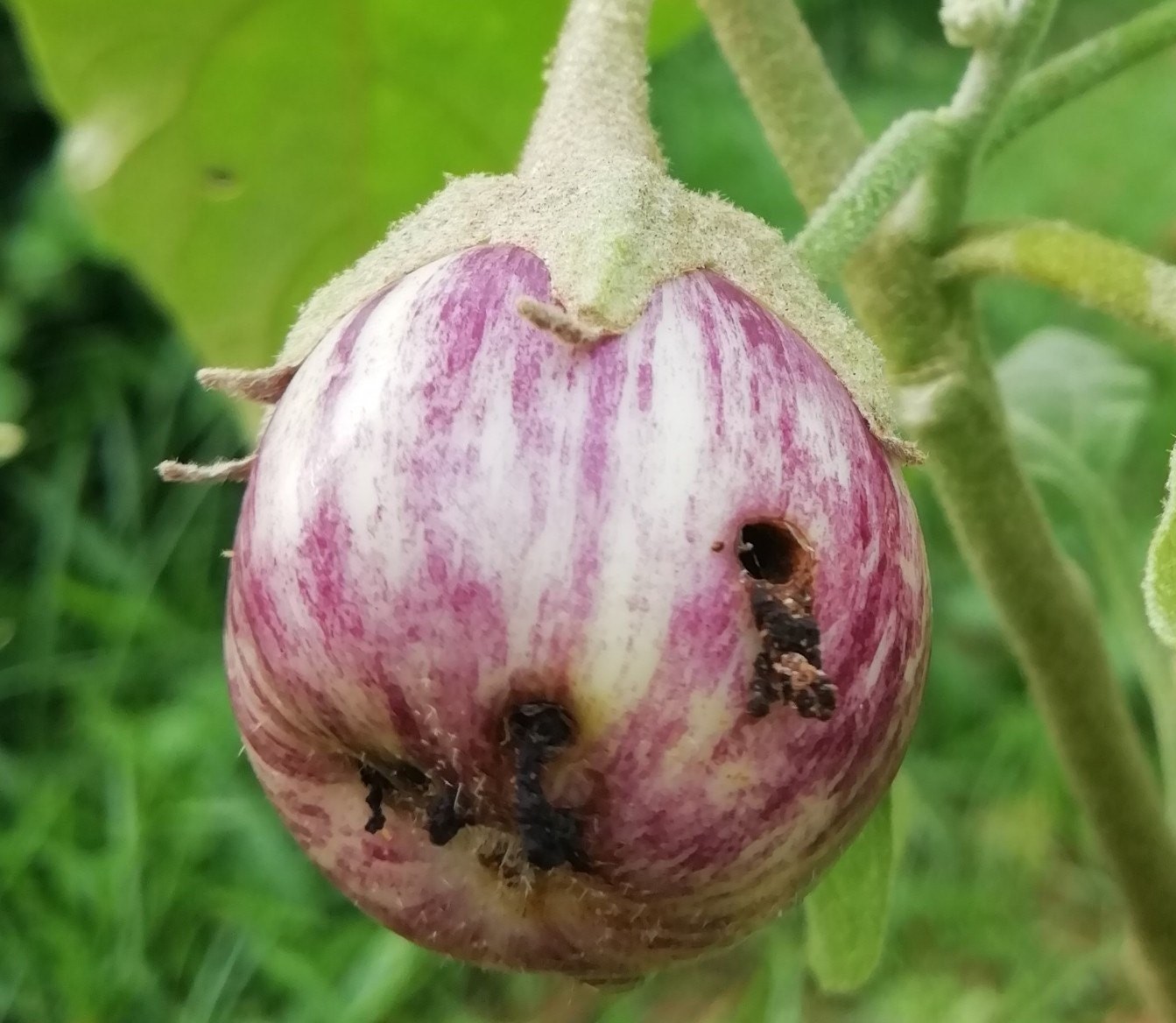 borer