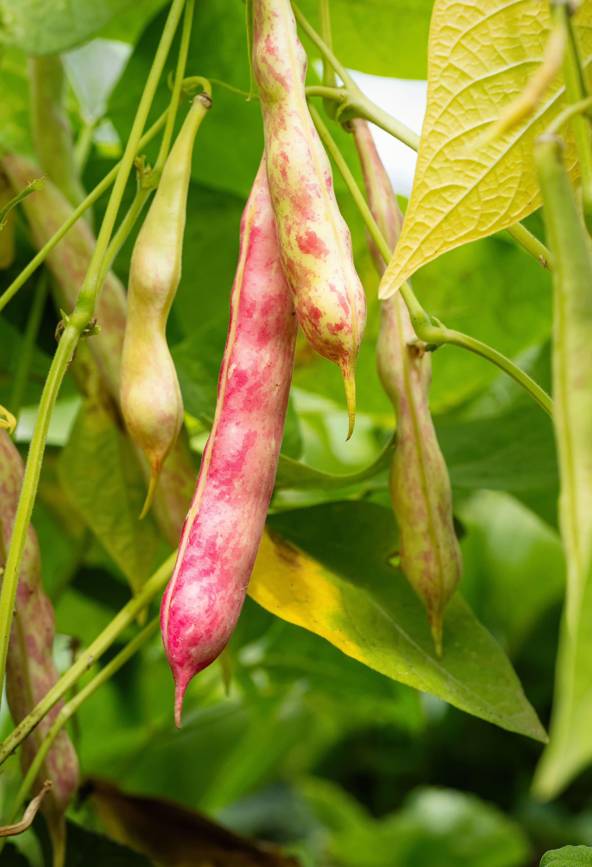 rajma