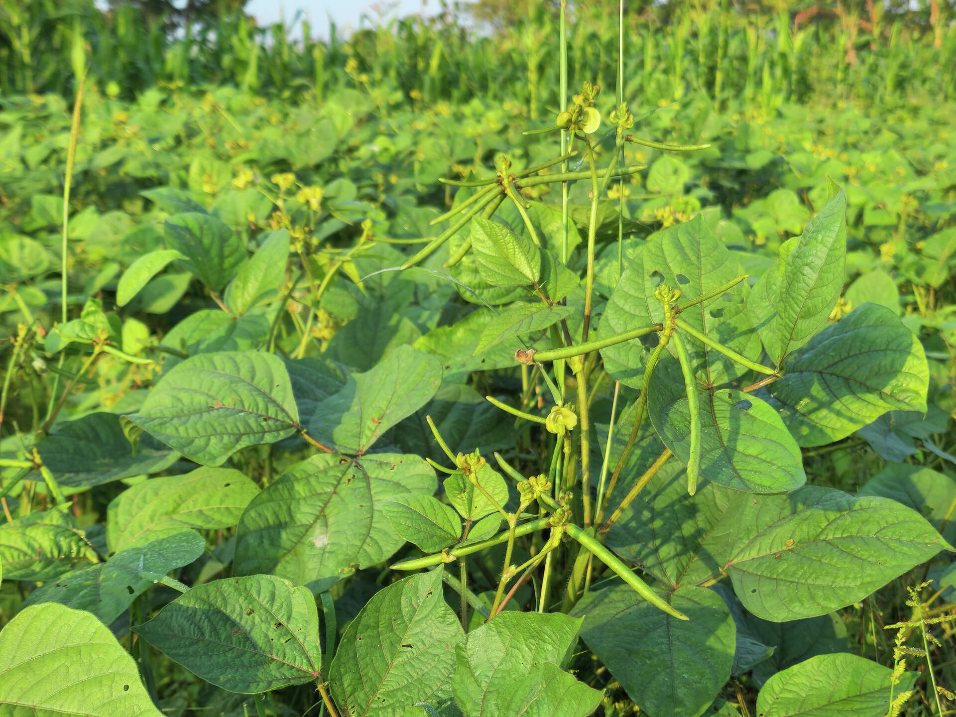 mungbean