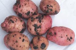 Black scurf