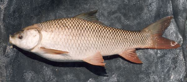 rohu