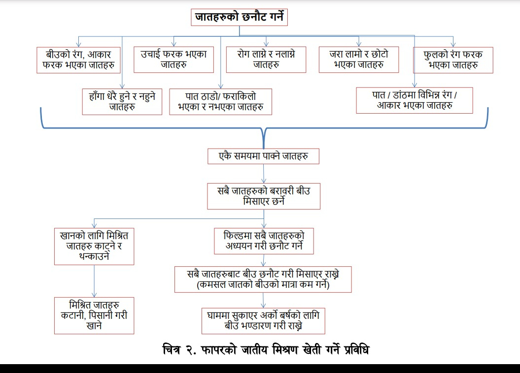 Crop cycle
