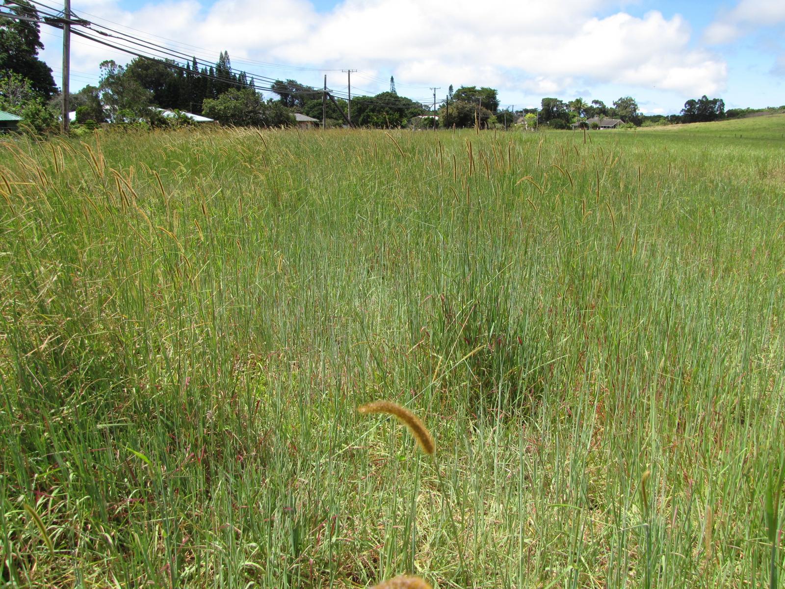  (Setaria sphacelata)