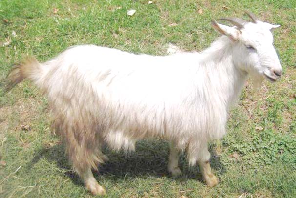 sinhal