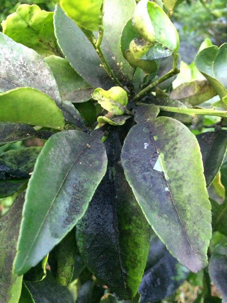 citrus