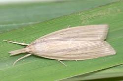 sugarcane