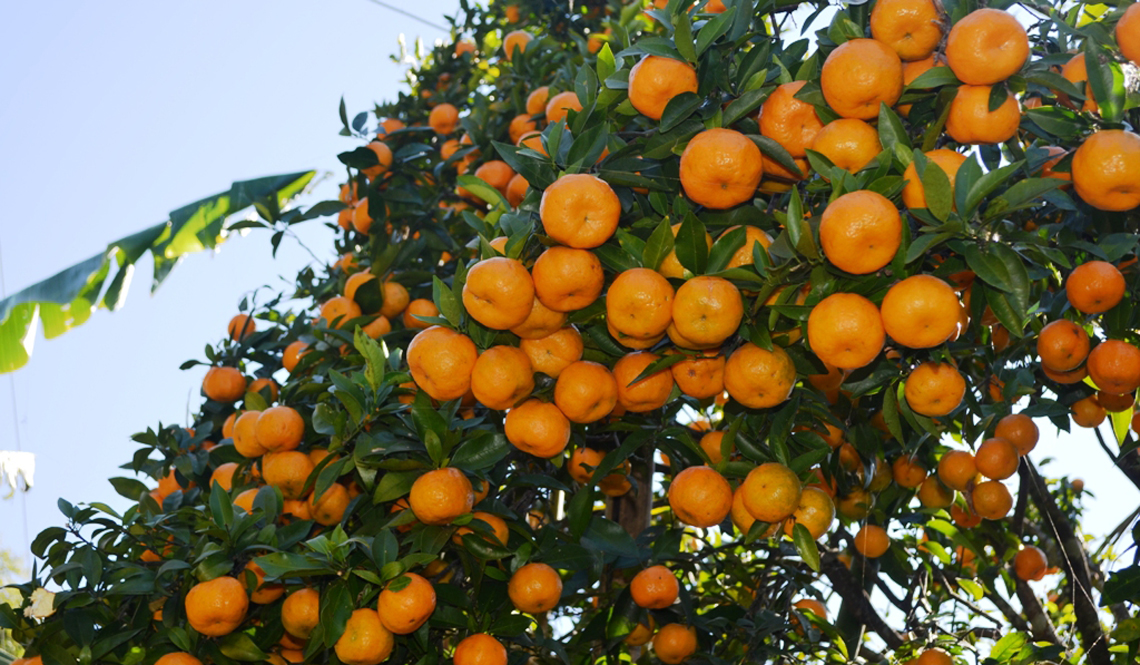 orange