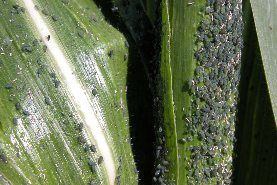 aphid
