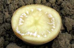 brown rot