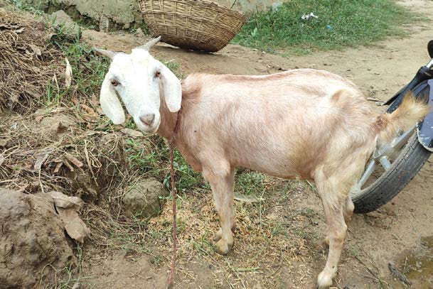 terai