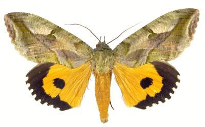 fruit moth