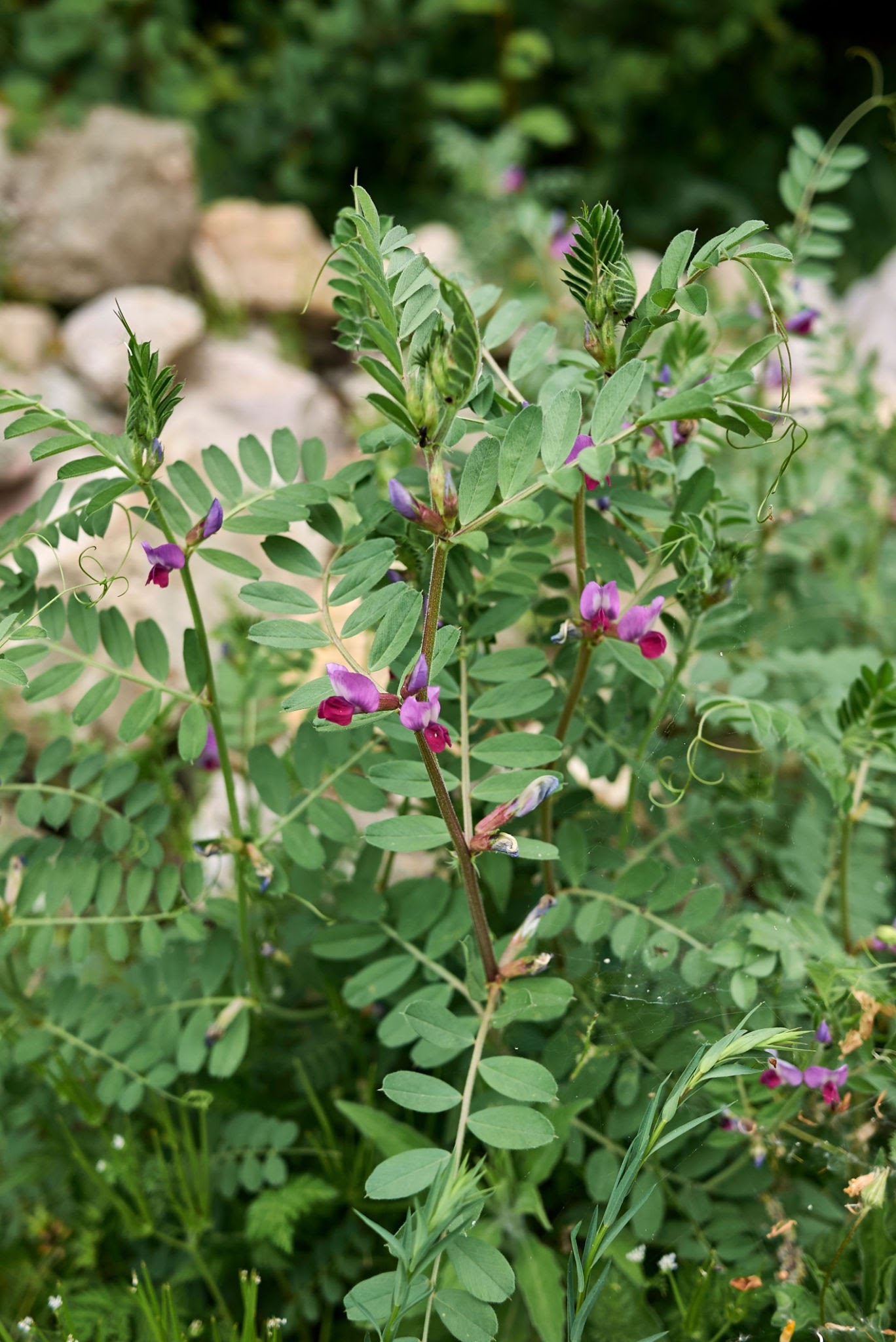 (Vicia sativa L)