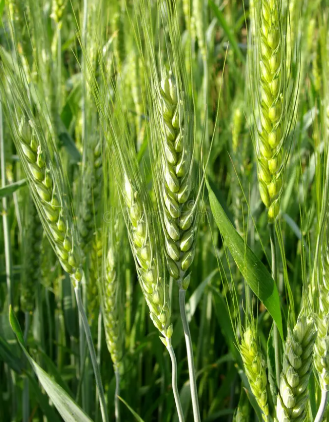 wheat