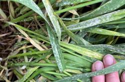 powdery mildew
