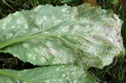 white rust
