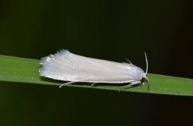 borer