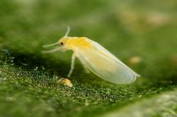 fly
