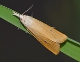 borer
